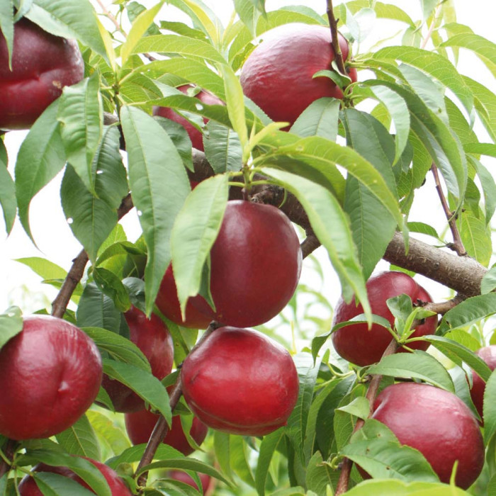 Nectarine 'Fantasia'