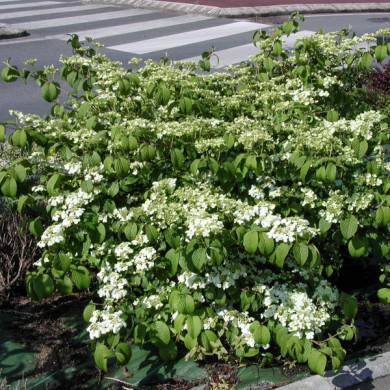 Viburnum plicatum 'Mariesii'