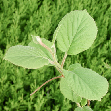 Kiwi 'Tomuri' (mâle)