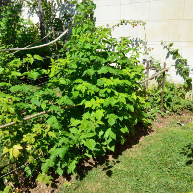 Framboisier Autumn Bliss®