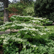 Viburnum plicatum 'Shasta'