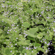 Brunnera macrophylla