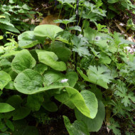 Brunnera macrophylla