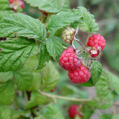 Framboisier Marastar® Ma2920