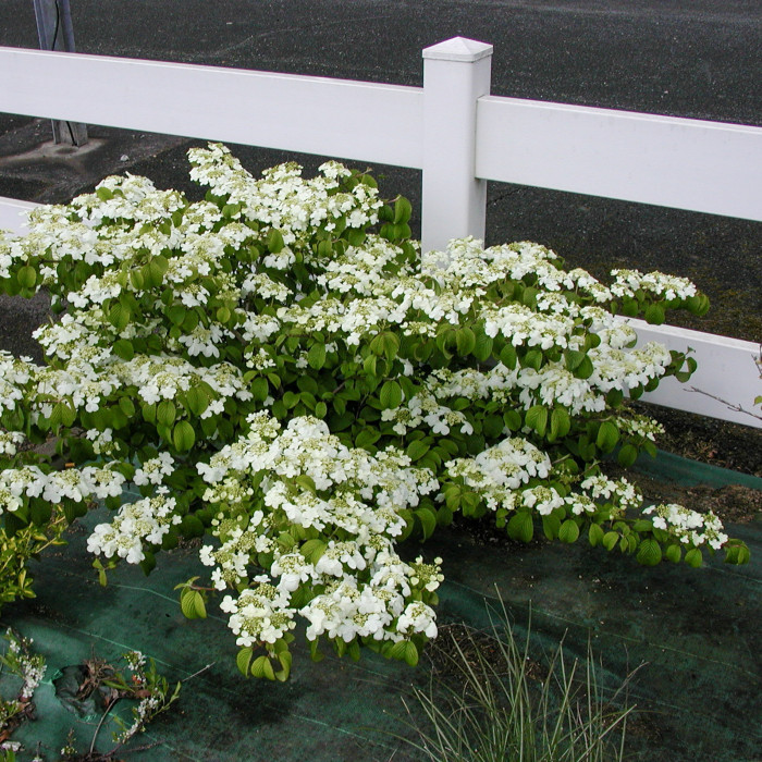 Viburnum plicatum 'Watanabe'