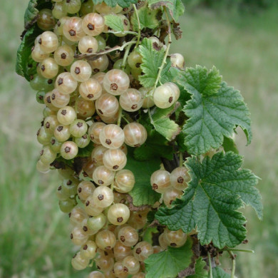 Groseillier à grappes 'Versaillaise Blanche'