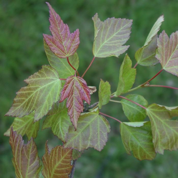 Acer tataricum subsp. ginnala