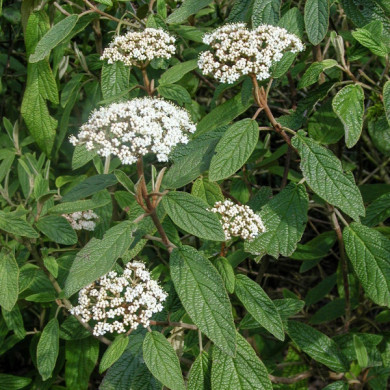 Viburnum rhytidophyllum