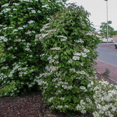 Viburnum sargentii 'Onondaga'
