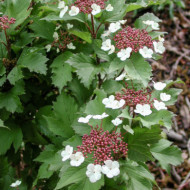Viburnum sargentii 'Onondaga'