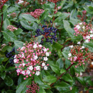 Viburnum tinus 'Gwenllian'