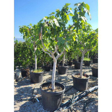 Figuier 'Brown Turkey'