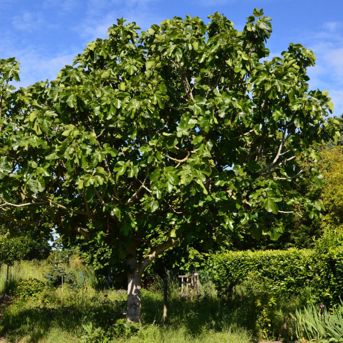 Figuier 'Brown Turkey'