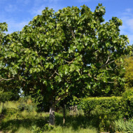 Figuier 'Brown Turkey'