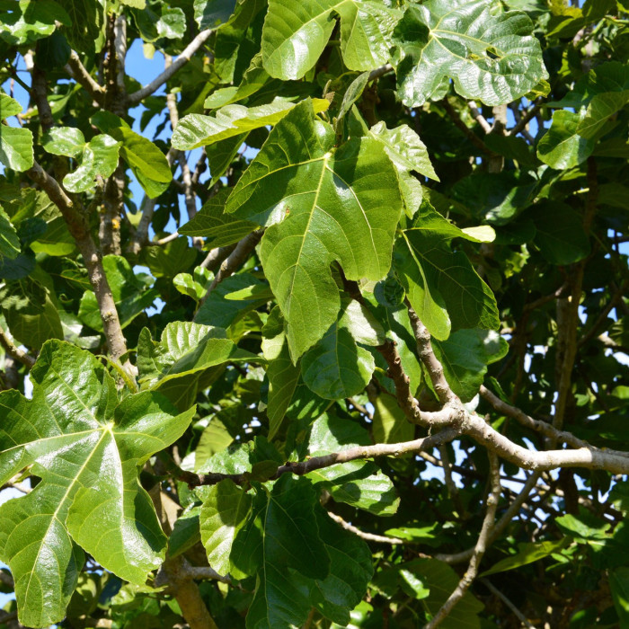 Figuier 'Brown Turkey'