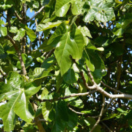 Figuier 'Brown Turkey'