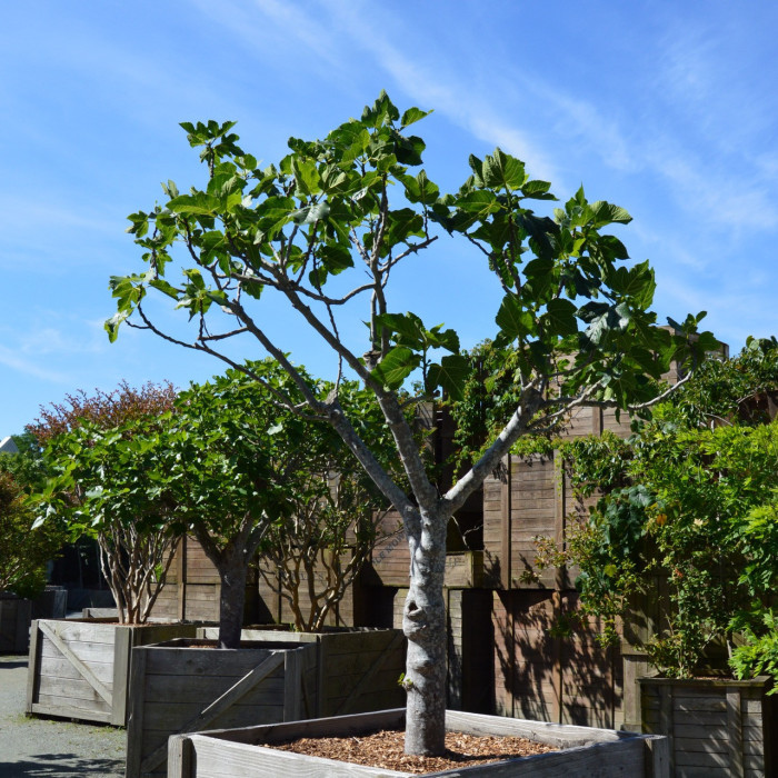 Figuier 'Brown Turkey'