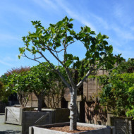 Figuier 'Brown Turkey'