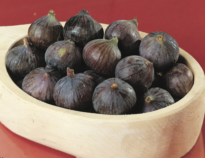 Figuier 'Brown Turkey'