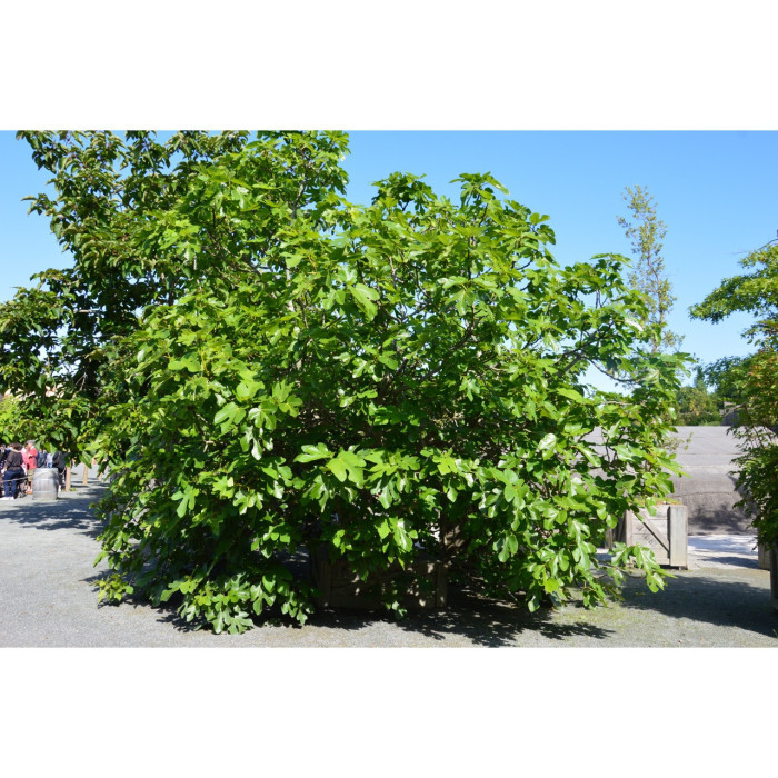 Figuier 'Brown Turkey'