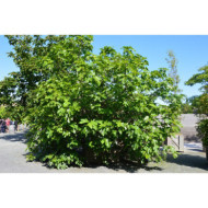 Figuier 'Brown Turkey'