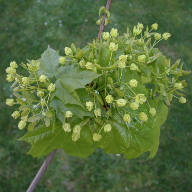 Acer tataricum subsp. ginnala