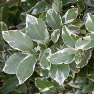 Viburnum tinus 'Variegatum'