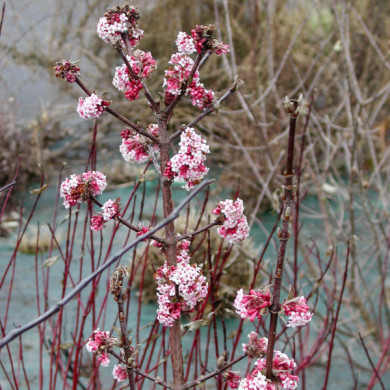 Viburnum x bodnantense 'Charles Lamont'