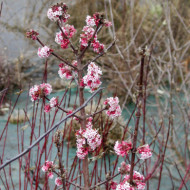 Viburnum x bodnantense 'Charles Lamont'