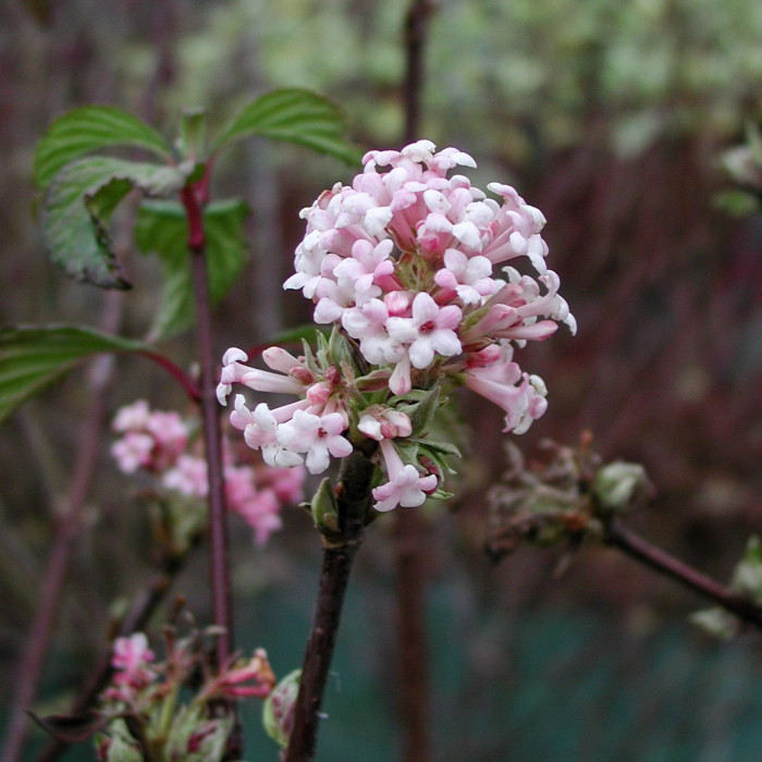 Viburnum x bodnantense 'Dawn'