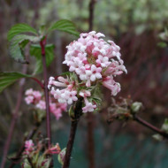 Viburnum x bodnantense 'Dawn'