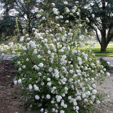 Viburnum x burkwoodii