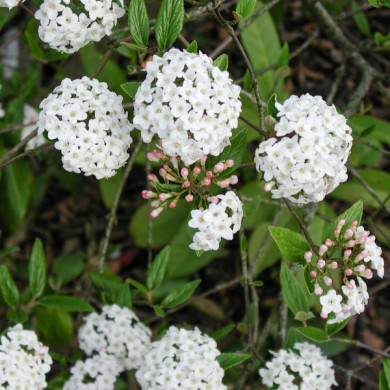 Viburnum x burkwoodii