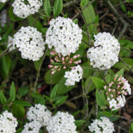 Viburnum x burkwoodii
