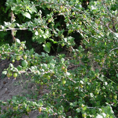 Groseillier à maquereaux 'Captivator'