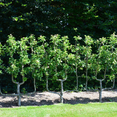 Poirier 'Beurré d'Anjou'