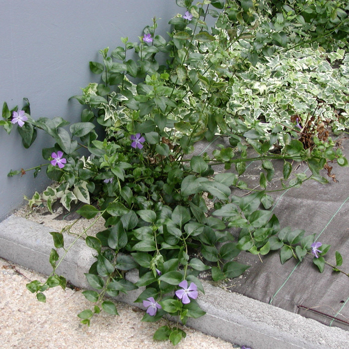 Vinca major
