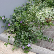 Vinca major