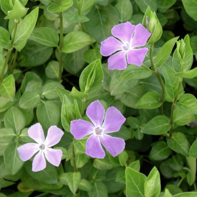 Vinca major