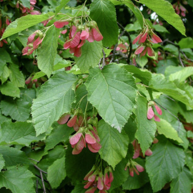 Acer tataricum subsp. ginnala