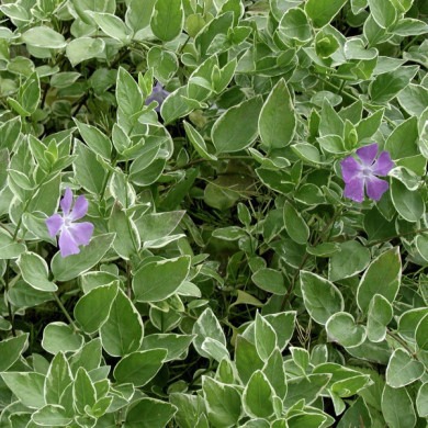 Vinca major 'Variegata'