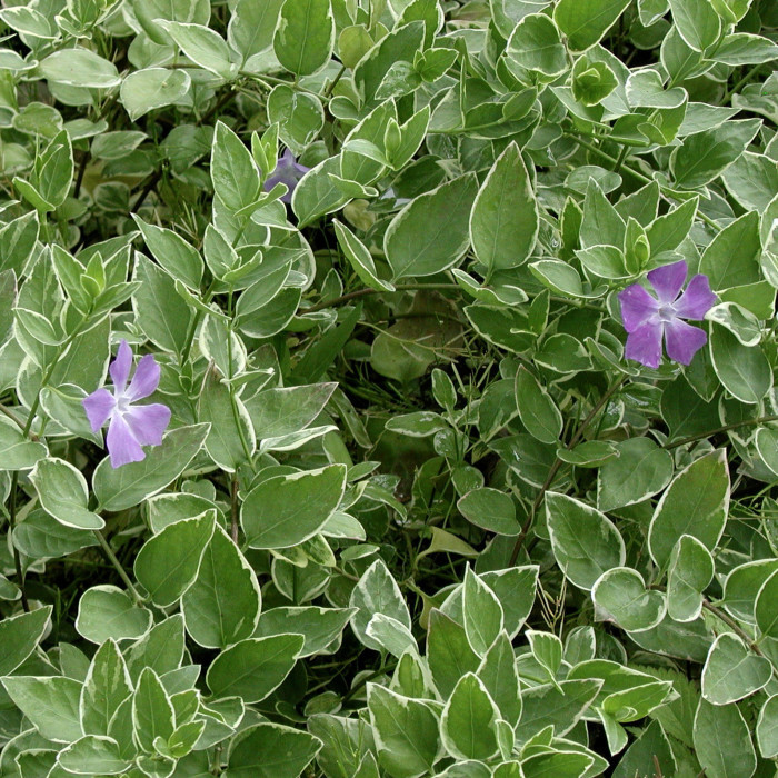 Vinca major 'Variegata'