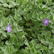 Vinca major 'Variegata'