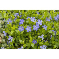 Vinca minor