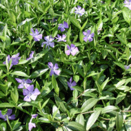Vinca minor