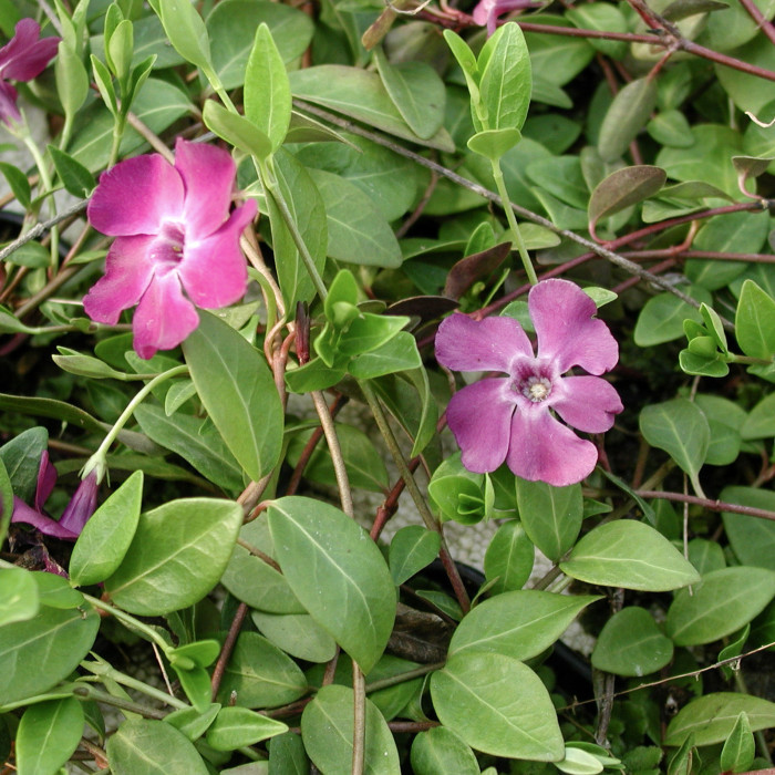 Vinca minor 'Atropurpurea'