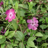Vinca minor 'Atropurpurea'