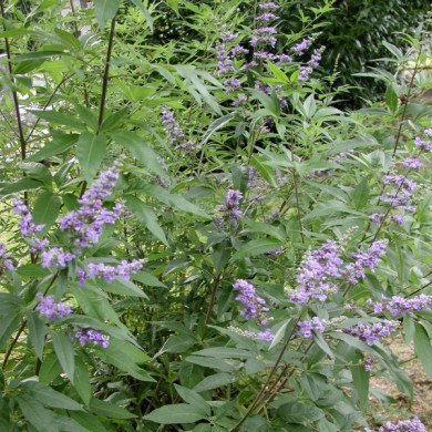 Vitex agnus-castus f. latifolia