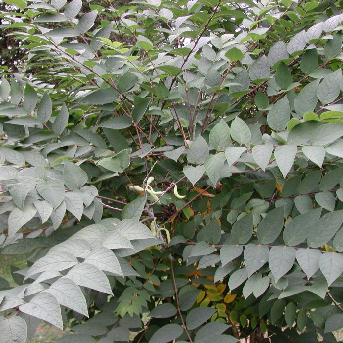 Decaisnea fargesii