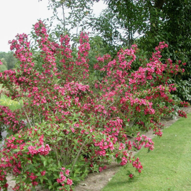 Weigela 'Bristol Ruby'